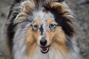 Shetland Sheepdog med blå øjne