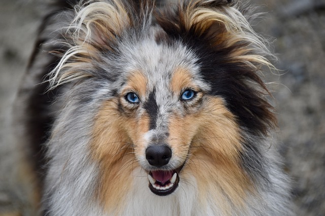 Shetland Sheepdog med blå øjne - står og kigger