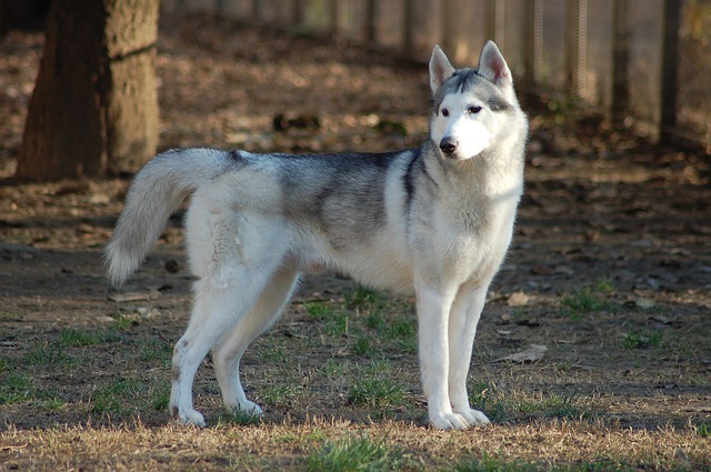 siberian-husky-hund-dog-blå-øjne