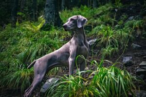 En voksen Weimaraner hund som står ude i skoven