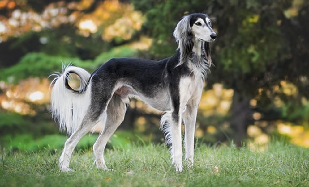 Afghansk Mynde - Står på en græsplæne og kigger