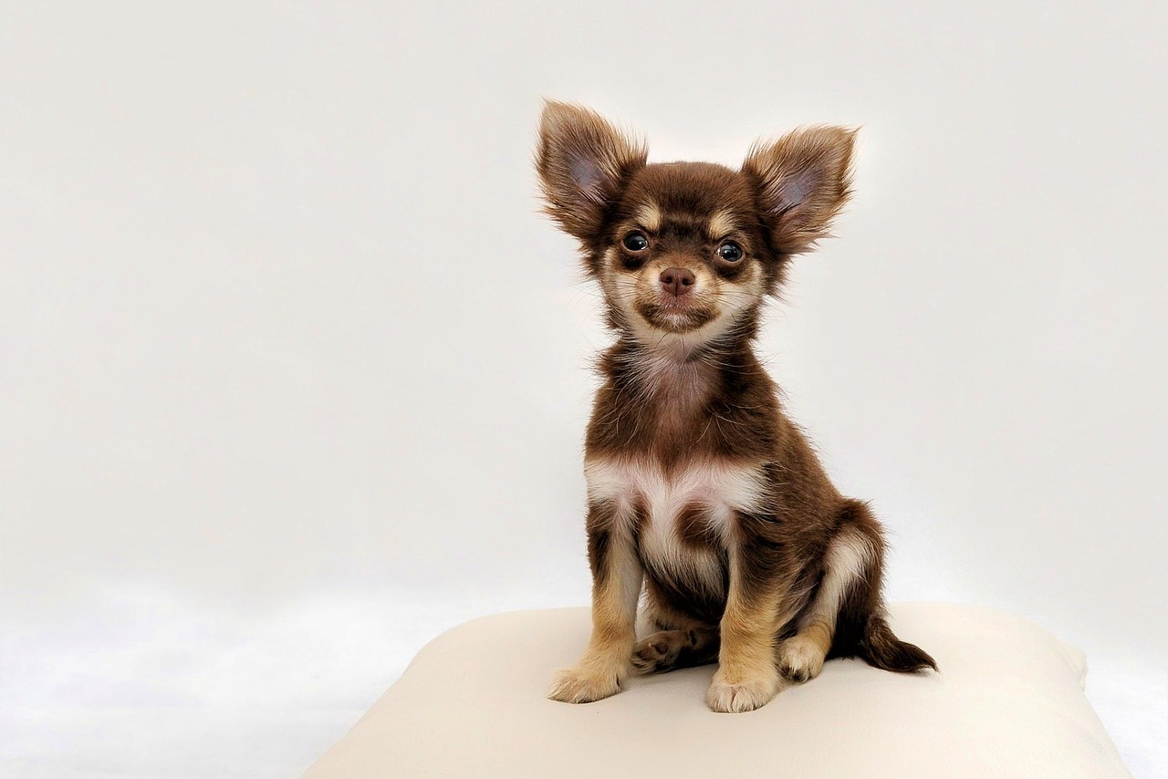 Chihuahua - Sidder på en pude og kigger