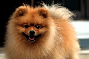 pomeranian-hund