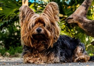 Yorkshire Terrier - ligger på jorden og kigger