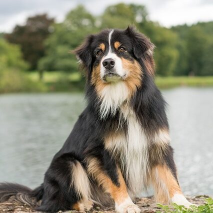 Australian Shepherd sidder på græsset ved en sø