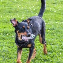 Beauceron