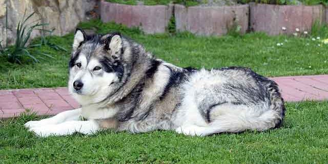 En voksen Alaskan Malamute ligger på en græsplæne