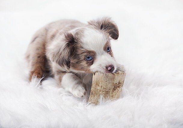 Australian Shepherd -hundehvalp tygger på et ben