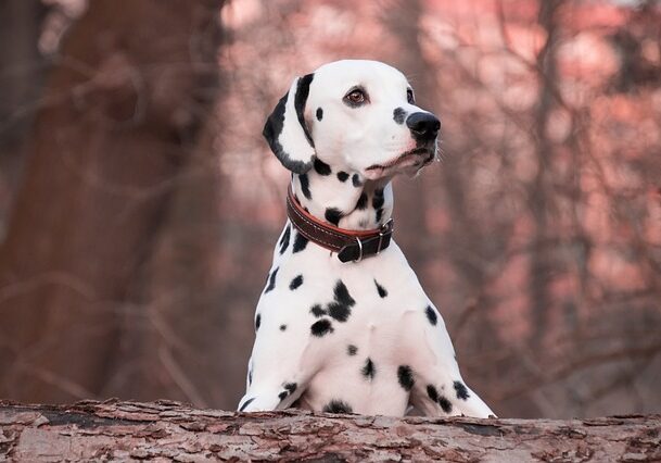 Dalmatiner hundehvalp er i skoven