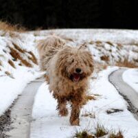 Komondor